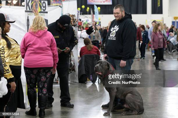 Cane Corso is seen during the Michigan Winter Dog Classic show at Suburban Showcase Collection in Novi, in Michigan USA, on Sunday, January 21, 2018....