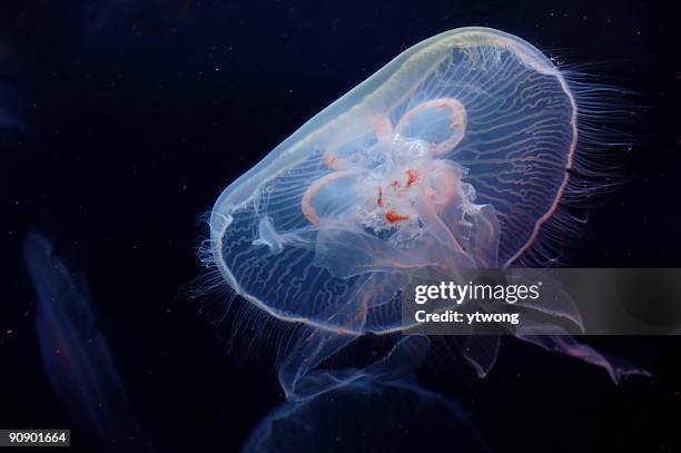 medusa común - medusa común fotografías e imágenes de stock