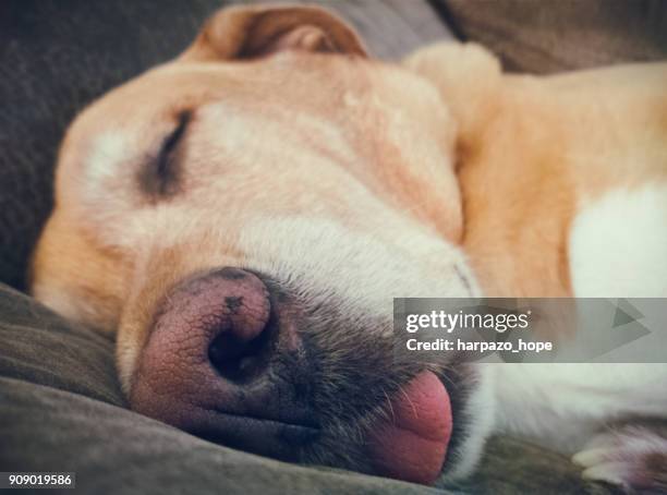 dog sleeping with her tongue sticking out. - harpazo hope stock pictures, royalty-free photos & images