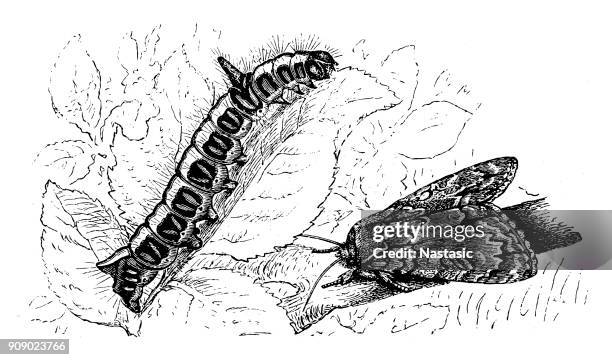 the dark dagger moth, acronicta tridens - dagger isolated stock illustrations