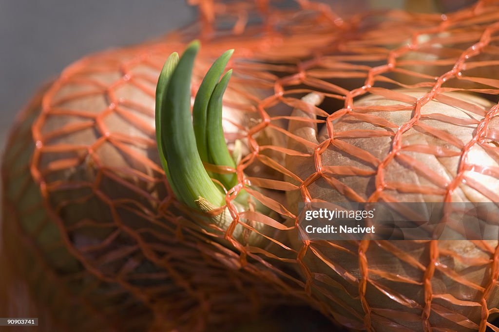 Onions sprout in a net, close up