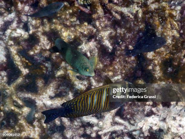 damselfish and sailfin tang - zebrasoma veliferum stock pictures, royalty-free photos & images