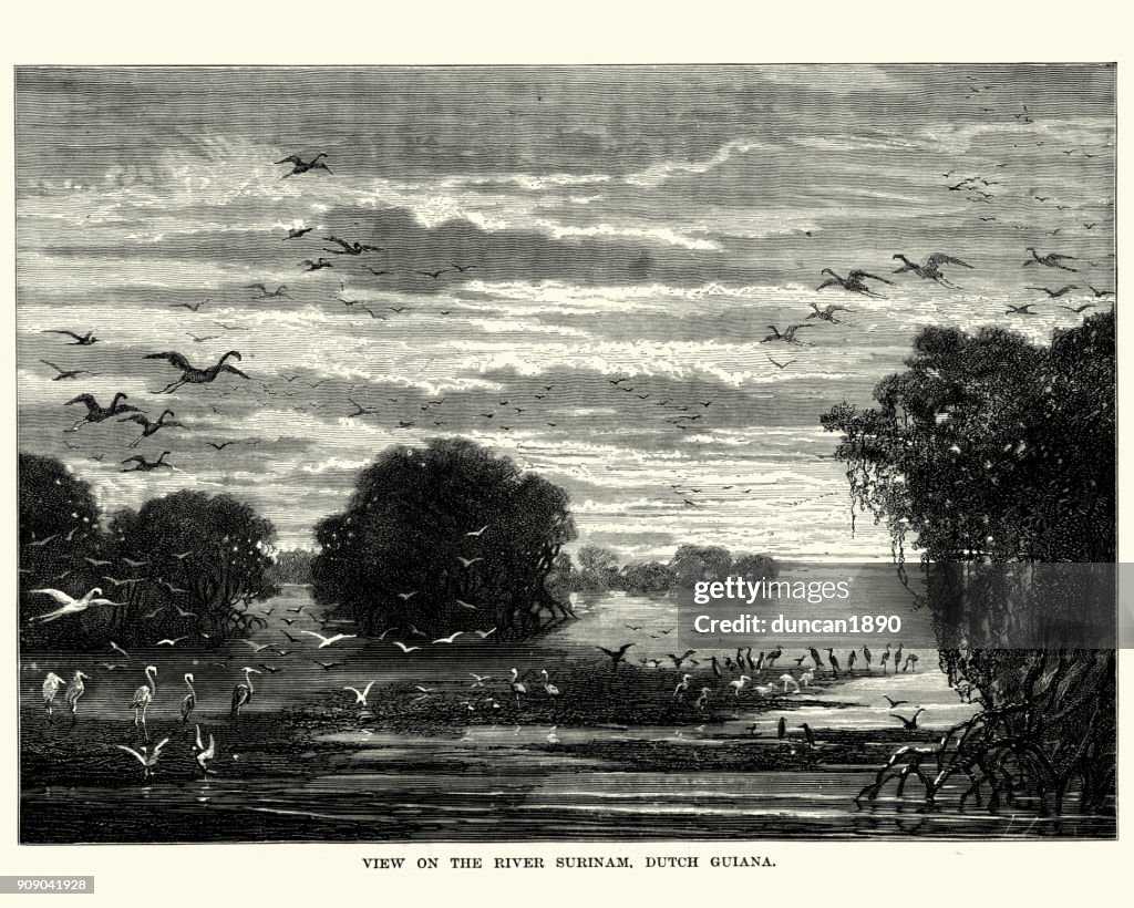 River Surinam, Dutch Guiana, 19th Century