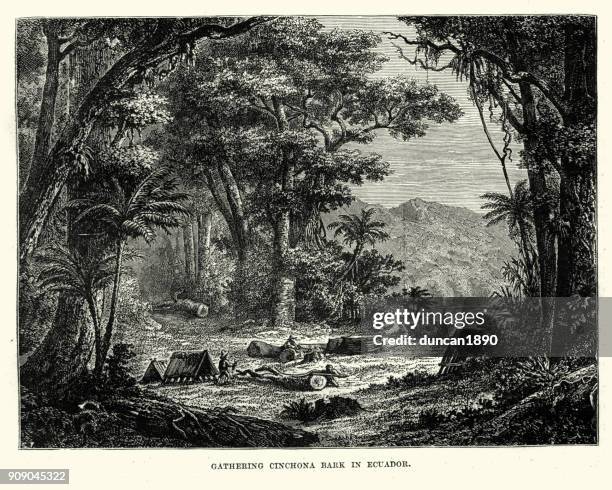 gathering cinchona bark, ecuador, 19th century - ecuadorian ethnicity stock illustrations