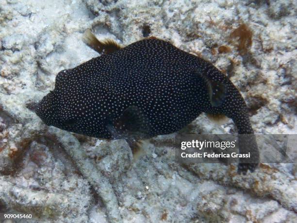 arothron meleagris (guineafowl puffer or golden puffer) - arothron puffer stock pictures, royalty-free photos & images
