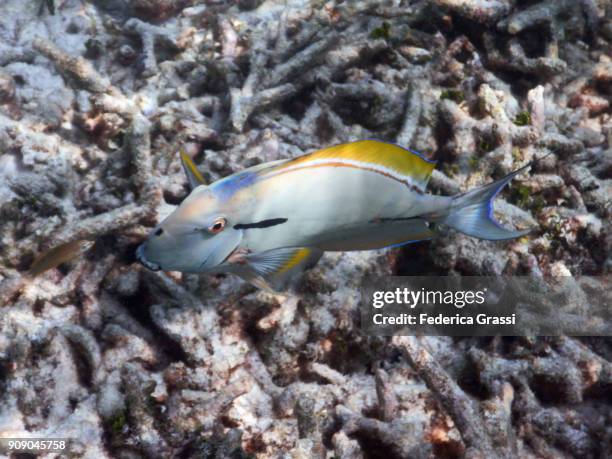 blackspot surgeonfish (acanthurus bariene) - acanthurus sohal stock pictures, royalty-free photos & images