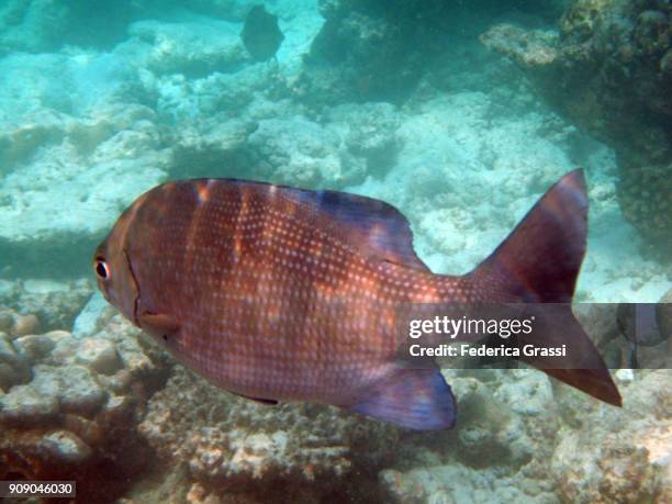 emperor fish (lethrinus nebulosus) - lethrinus stock pictures, royalty-free photos & images