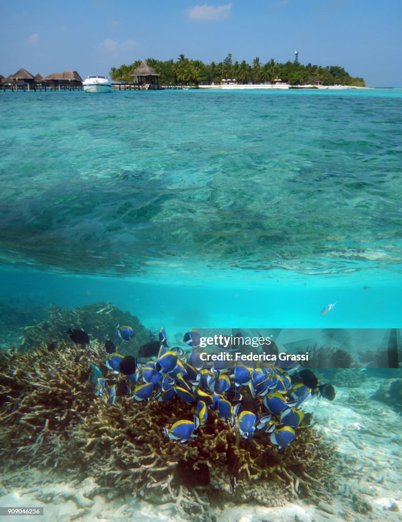 Powderblue Surgeonfish In Maldivian Lagoon (Split-level Image)