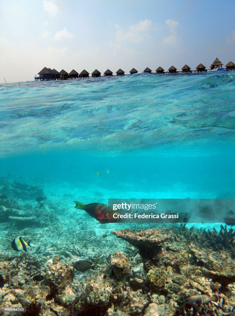 Red Parrotfish And Overwater Bungalows