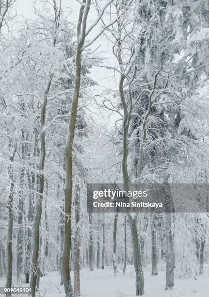 elegant trees covered with white snow - opole voivodeship stock-fotos und bilder