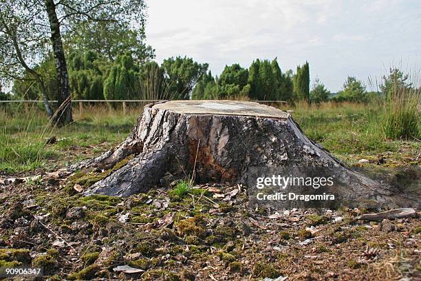 tree stump - stronk stockfoto's en -beelden