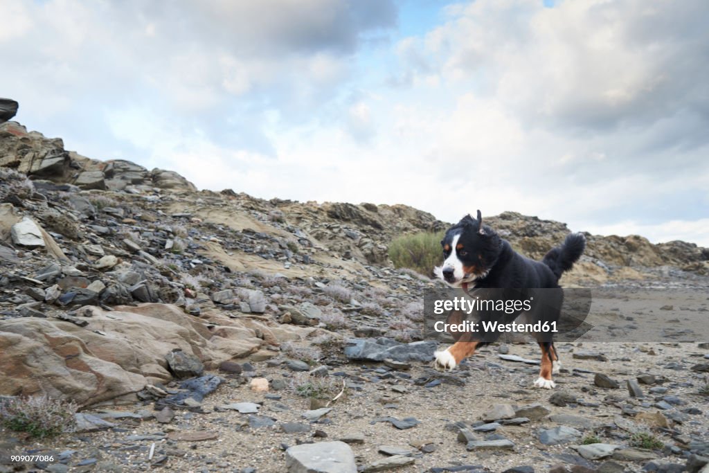 Spain, Menorca, Portrait of a bernese mountain dog running fast outdoors