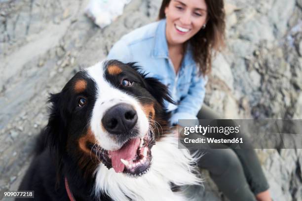 happy bernese mountain dog looking at camera, his owner smiles next to him - haustierbesitzer stock-fotos und bilder