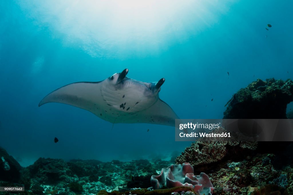 Indonesia, Bali, Nusa Lembongan, Reef manta ray, Manta alfredi