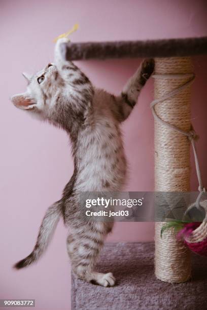 playful egyptian mau kitten - mau egípcio imagens e fotografias de stock