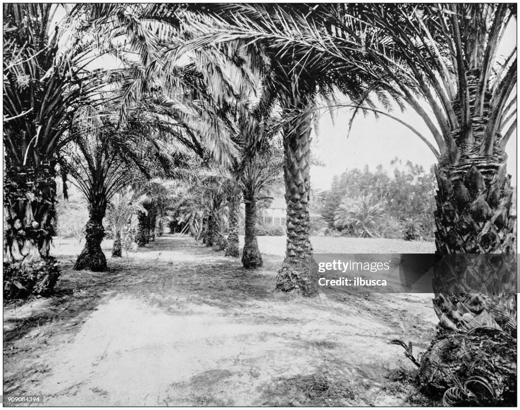 Antique photograph of World's famous sites: Palms of Glenannie, Florida
