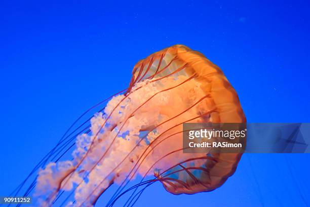 jellyfish closeup - phosphorescence stock pictures, royalty-free photos & images
