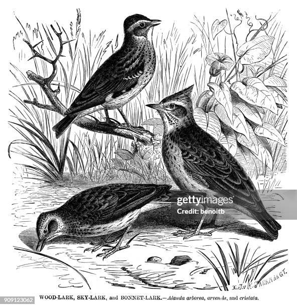 woodlark with skylark and bonnet lark - alauda arvensis stock illustrations