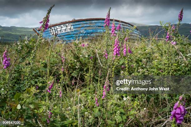 traditional wooden rowing boat, isle of ulva, west coast of scotland - digitalis alba stock pictures, royalty-free photos & images