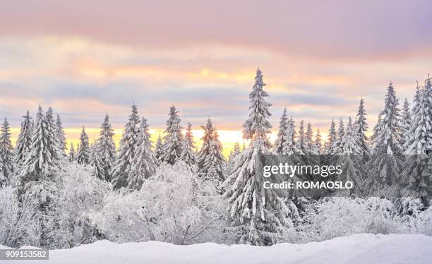 snow-covered sprouce trees in nordmarka, oslo norway - norway spruce stock pictures, royalty-free photos & images