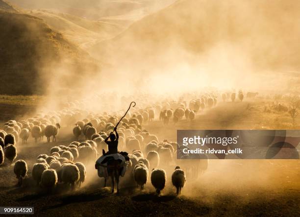 a flock of sheep - herd stock pictures, royalty-free photos & images