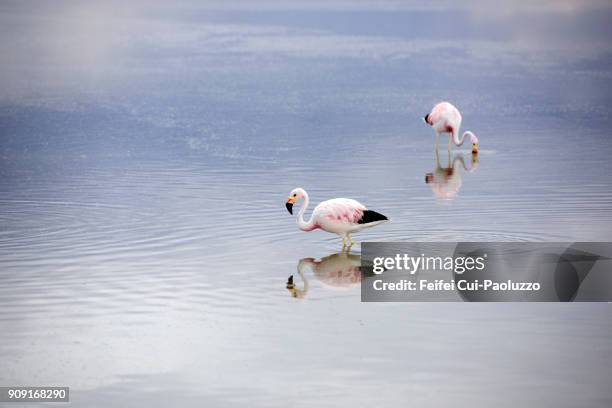 two greater flamingos at laguna chaxa, los flamencos national reserve, chile - james' flamingo stock pictures, royalty-free photos & images