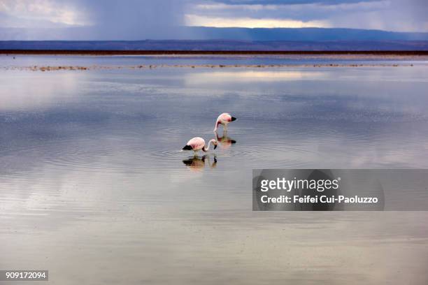 two greater flamingos at laguna chaxa, los flamencos national reserve, chile - james' flamingo stock pictures, royalty-free photos & images