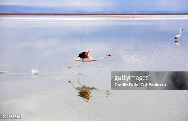 Two greater flamingos at Laguna Chaxa, Los Flamencos National Reserve, Chile
