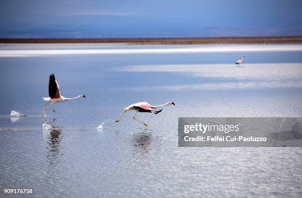 three chilean flamingo at laguna chaxa, los flamencos national reserve, chile - james' flamingo stock pictures, royalty-free photos & images