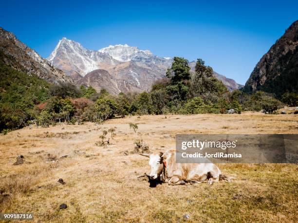 yak - jordi ramisa stock pictures, royalty-free photos & images