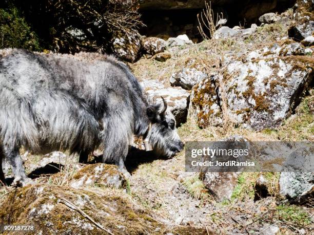 yak - jordi ramisa stock pictures, royalty-free photos & images