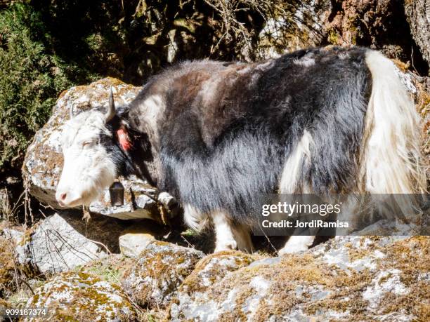 yak - jordiramisa stock-fotos und bilder