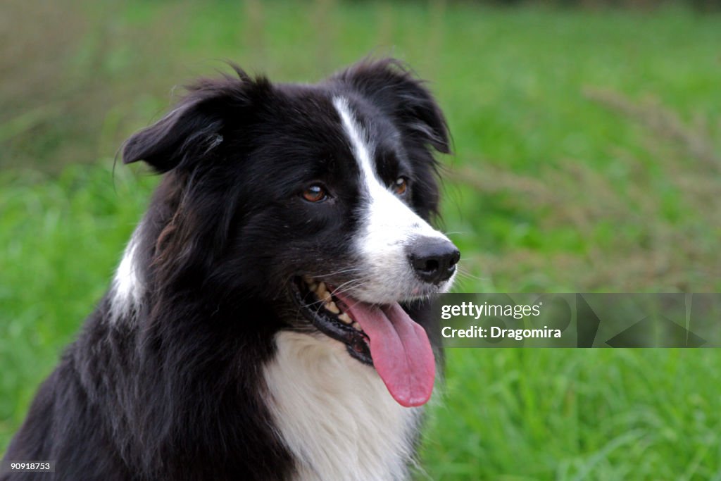 Border Collie Portrait