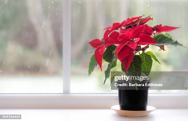 poinsettia - kerstroos stockfoto's en -beelden