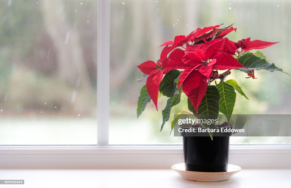 Poinsettia
