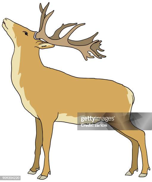 whitetail deer - white tailed deer stock illustrations