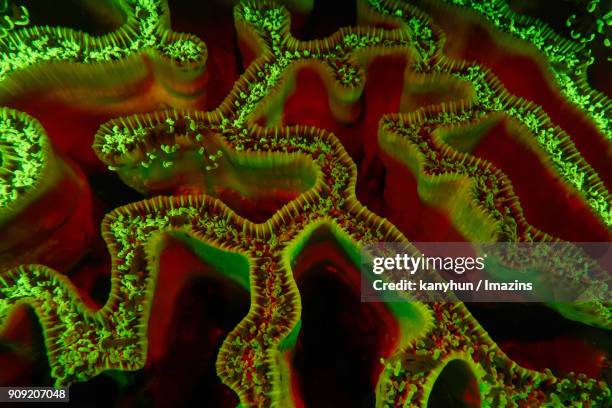 view of fluorescent corals under the water at night - negros oriental stock-fotos und bilder