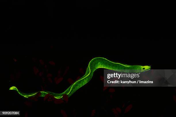 view of fluorescent moray swimming at night - negros oriental stock pictures, royalty-free photos & images