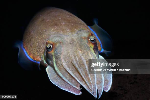 view of squid swimming under the water - negros oriental stock pictures, royalty-free photos & images