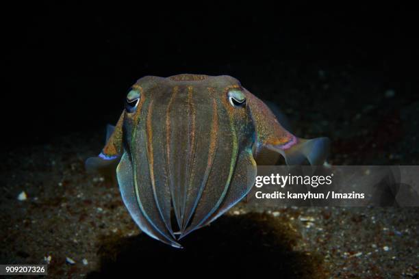 view of squid swimming under the water - negros oriental stock-fotos und bilder