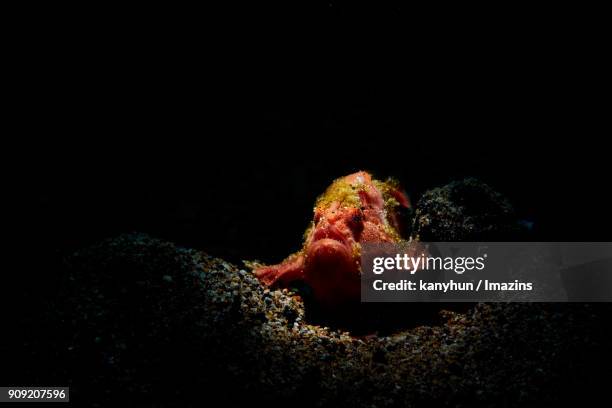 view of pygmy frogfish under the water at night - anglerfish stock pictures, royalty-free photos & images