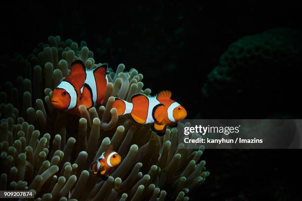 view of ocellaris clownfish family swimming next to the coral - clownfish stock pictures, royalty-free photos & images