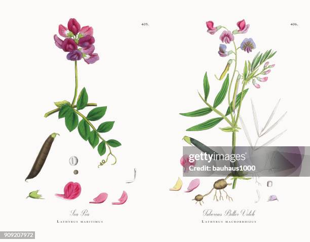 sea pea, lathyrus maritimus, victorian botanical illustration, 1863 - thorn vine stock illustrations