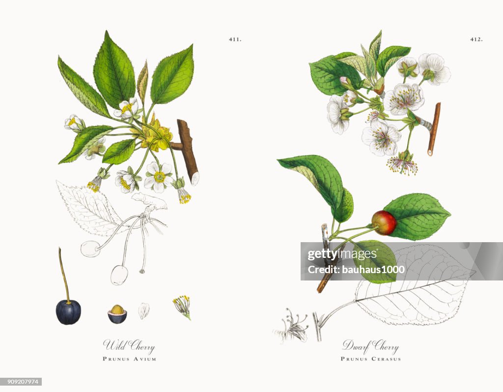 Wild Cherry, Prunus Avium, Victorian Botanical Illustration, 1863