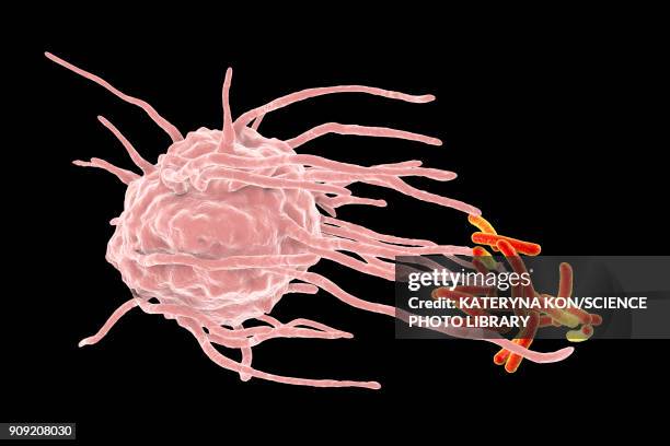 illustrazioni stock, clip art, cartoni animati e icone di tendenza di macrophage engulfing tuberculosis bacteria - macrofago