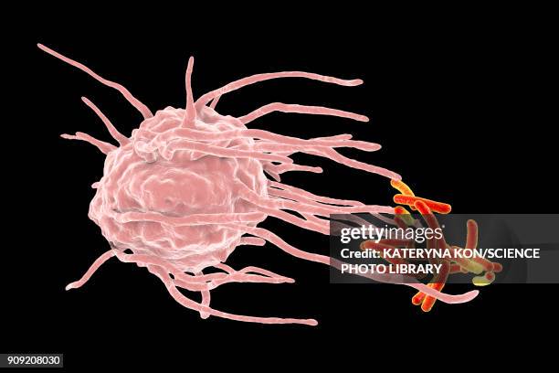 macrophage engulfing tuberculosis bacteria - macrophage stock illustrations