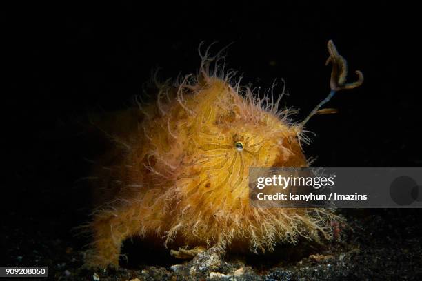 view of frogfish under the water at night - anglerfisch stock-fotos und bilder