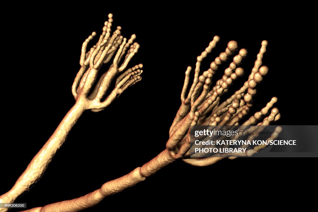 Fungi Penicillium which cause food spoilage and are used for