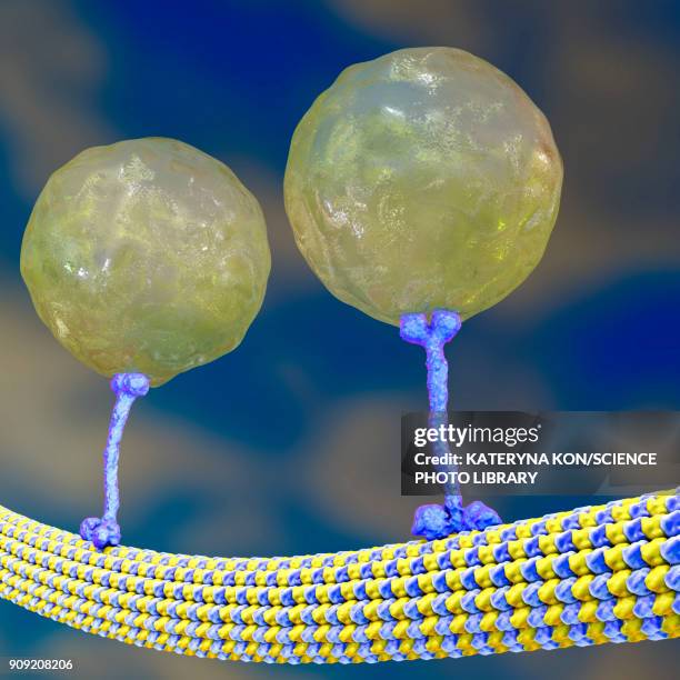 intracellular transport, illustration - microtubule stock illustrations