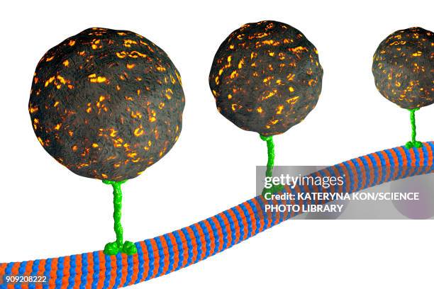 intracellular transport, illustration - microtubule stock illustrations